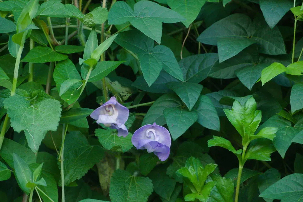 Snail Vine