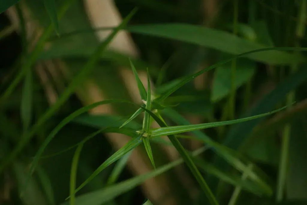 Rhynchospora Radicans