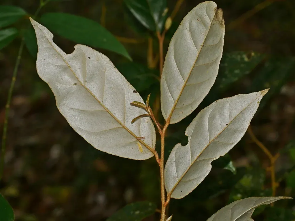Elaeagnus Grandifolia