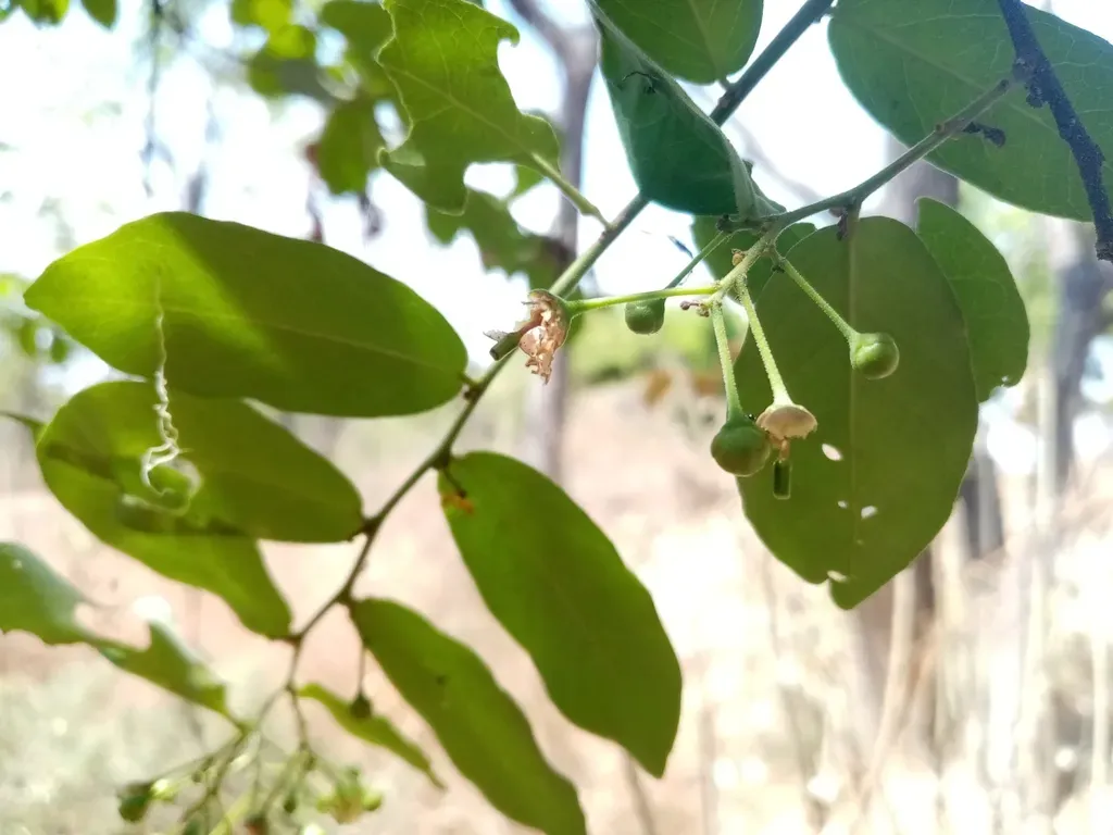 Morisonia Heterophylla