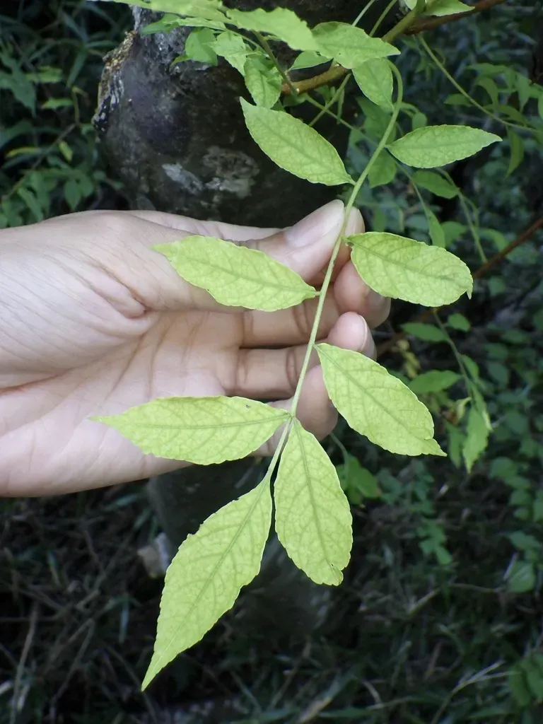 Picrasma Quassioides