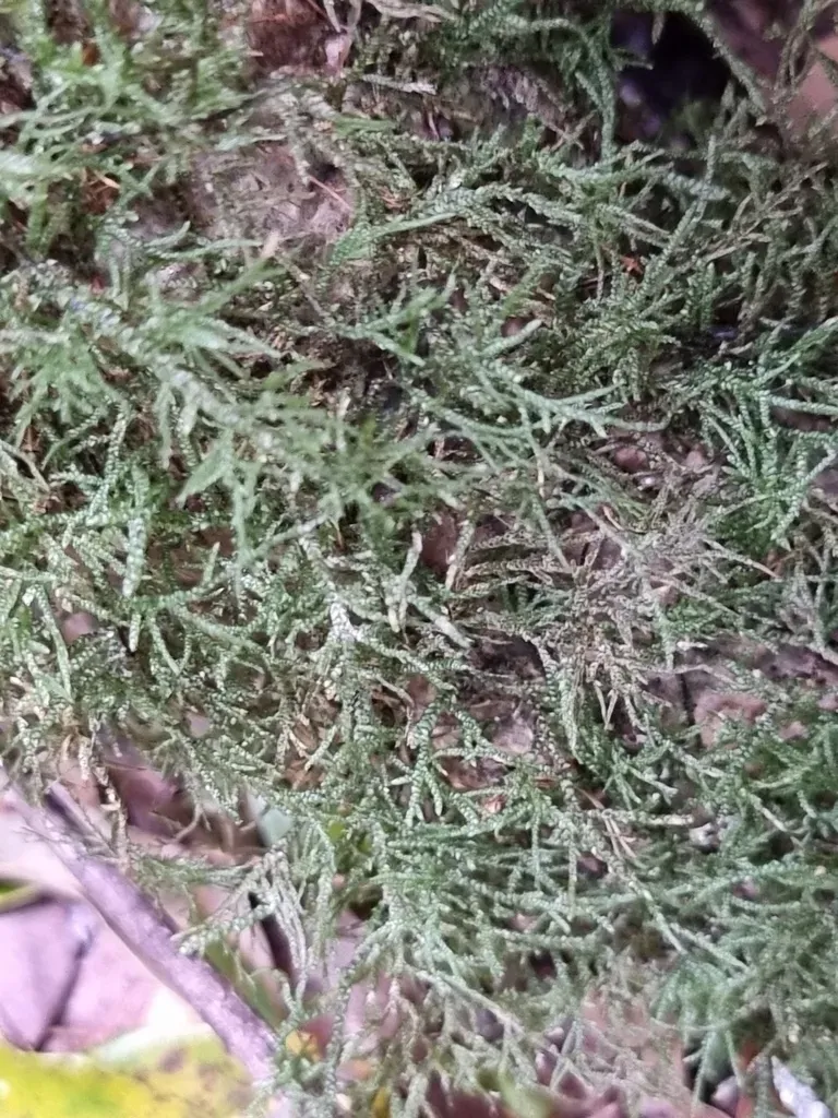 Garovaglia Elegans