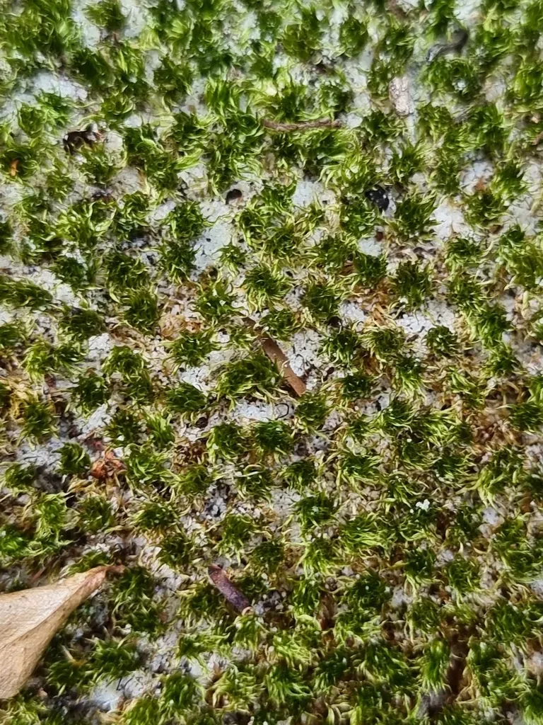 Rhodobryum Aubertii