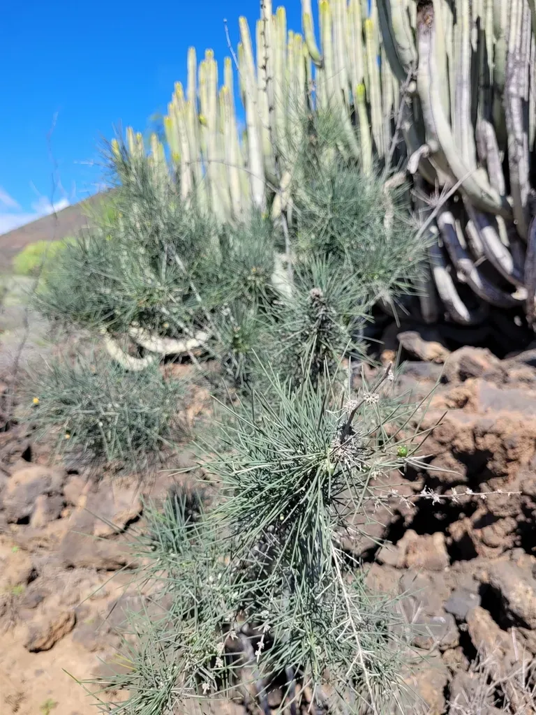 Asparagus Arborescens