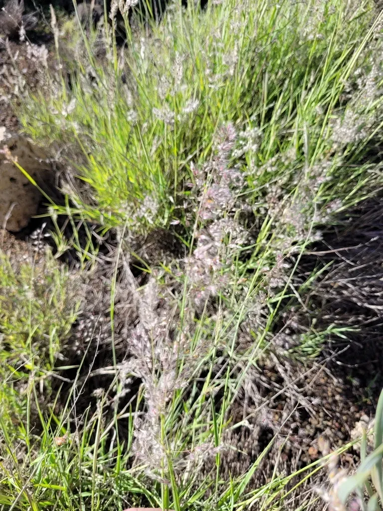 Tricholaena Teneriffae