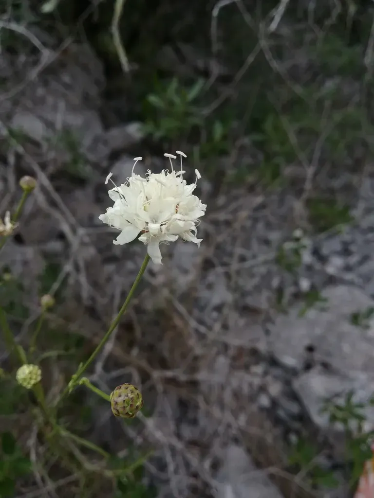 Giant Scabious