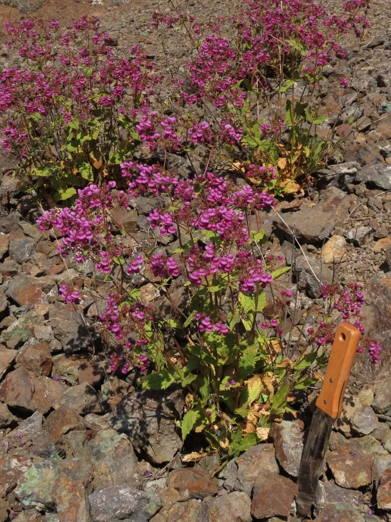 Calceolaria Purpurea
