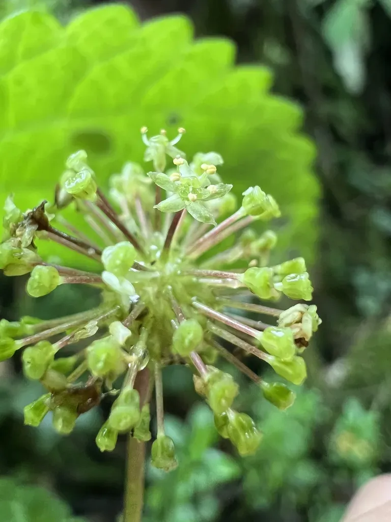 Hydrocotyle Aconitifolia