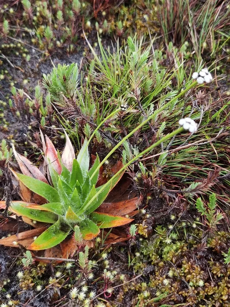 Paepalanthus Costaricensis