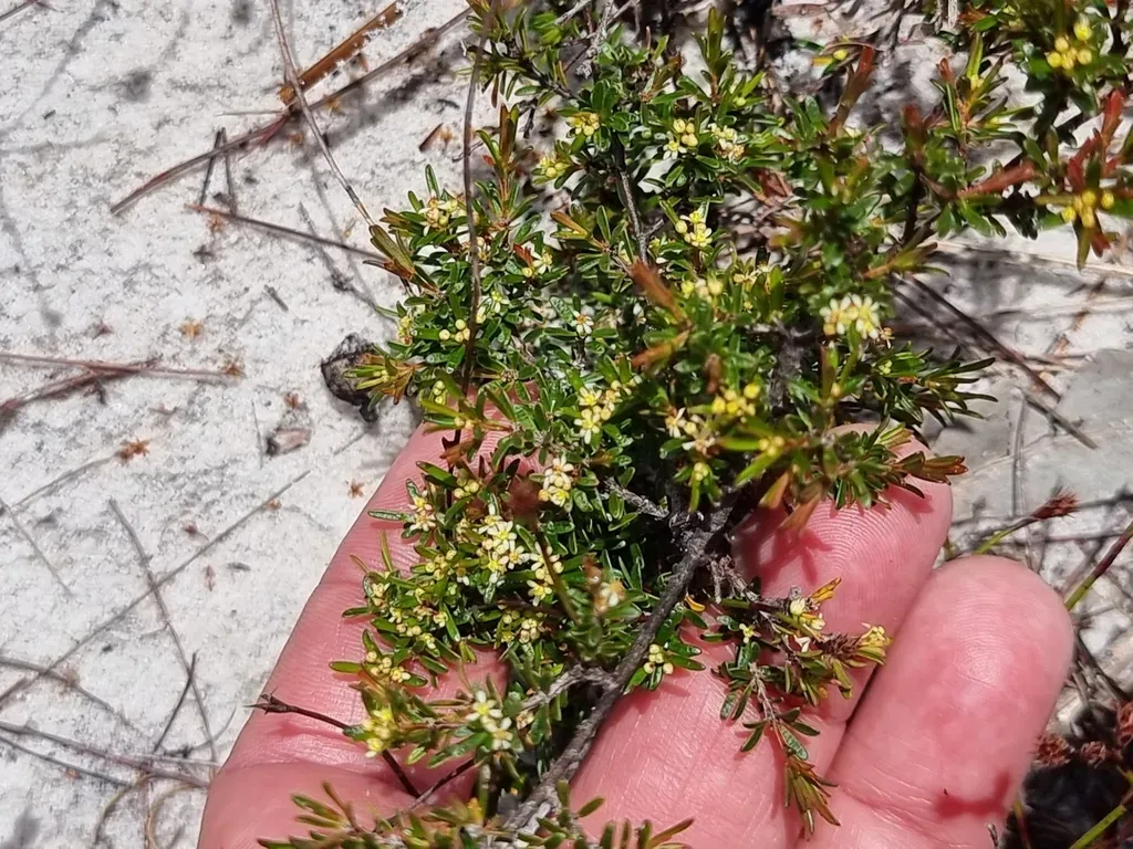 Pseudanthus Orientalis