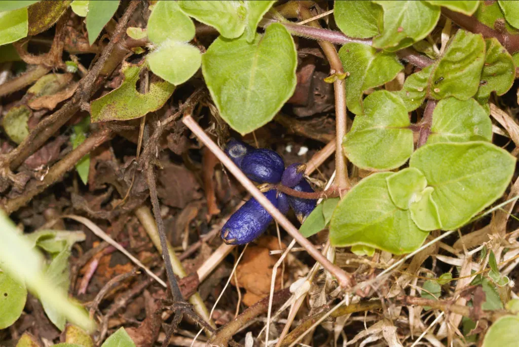 Coccocypselum Guianense