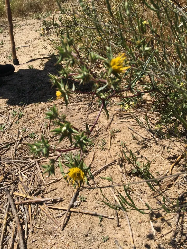 Variable African Thistle