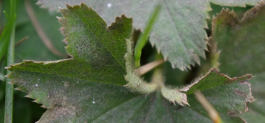 Starry Lady's-mantle