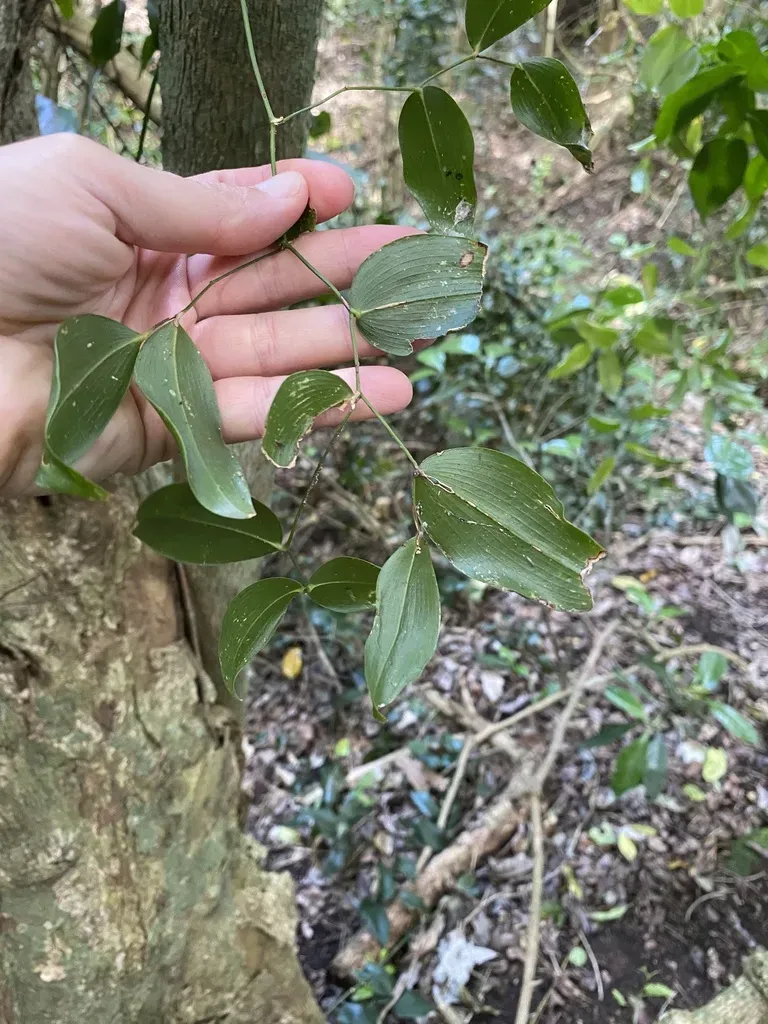 Forest Smilax