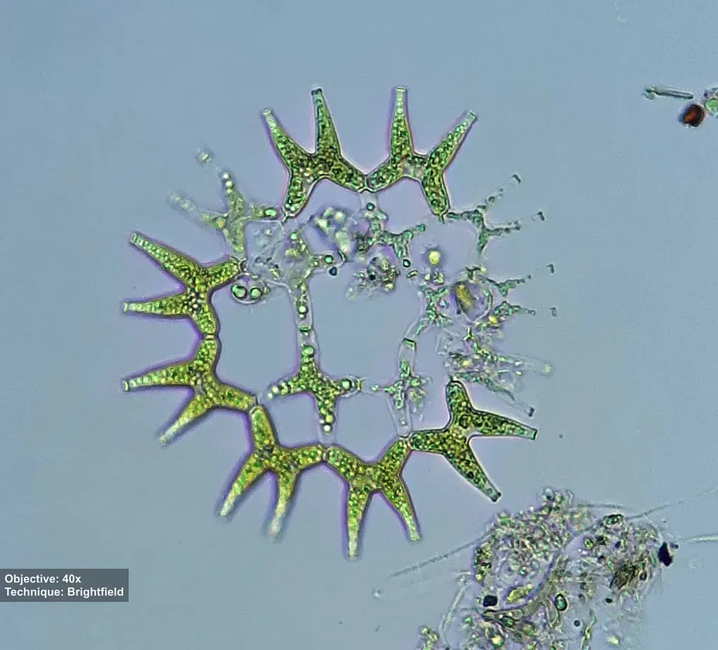 Lacunastrum Gracillimum