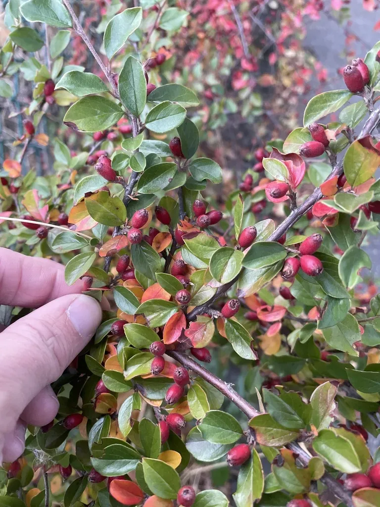 Ascending Cotoneaster