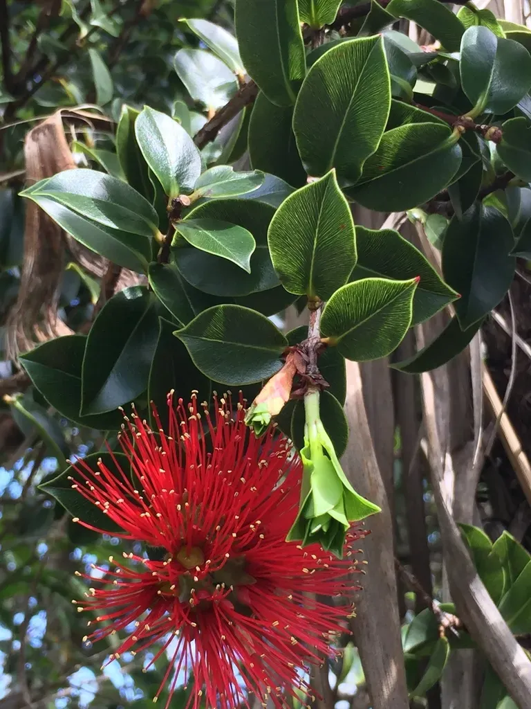 Metrosideros Nervulosa