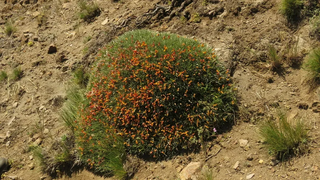 Anarthrophyllum Strigulipetalum