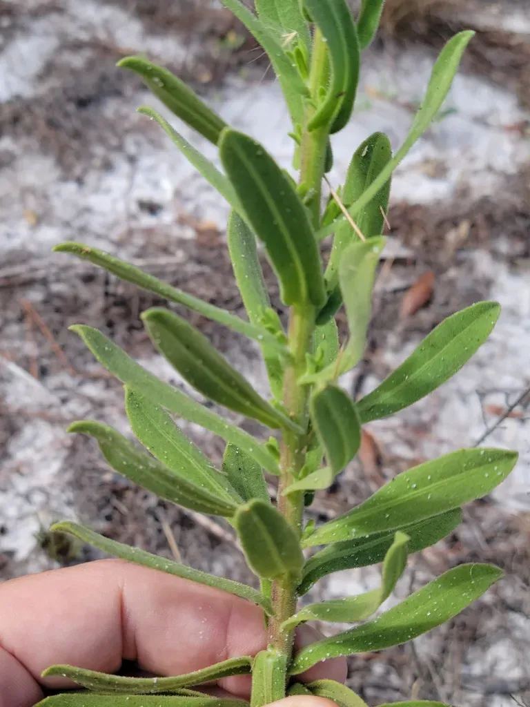 Delaney's Goldenaster