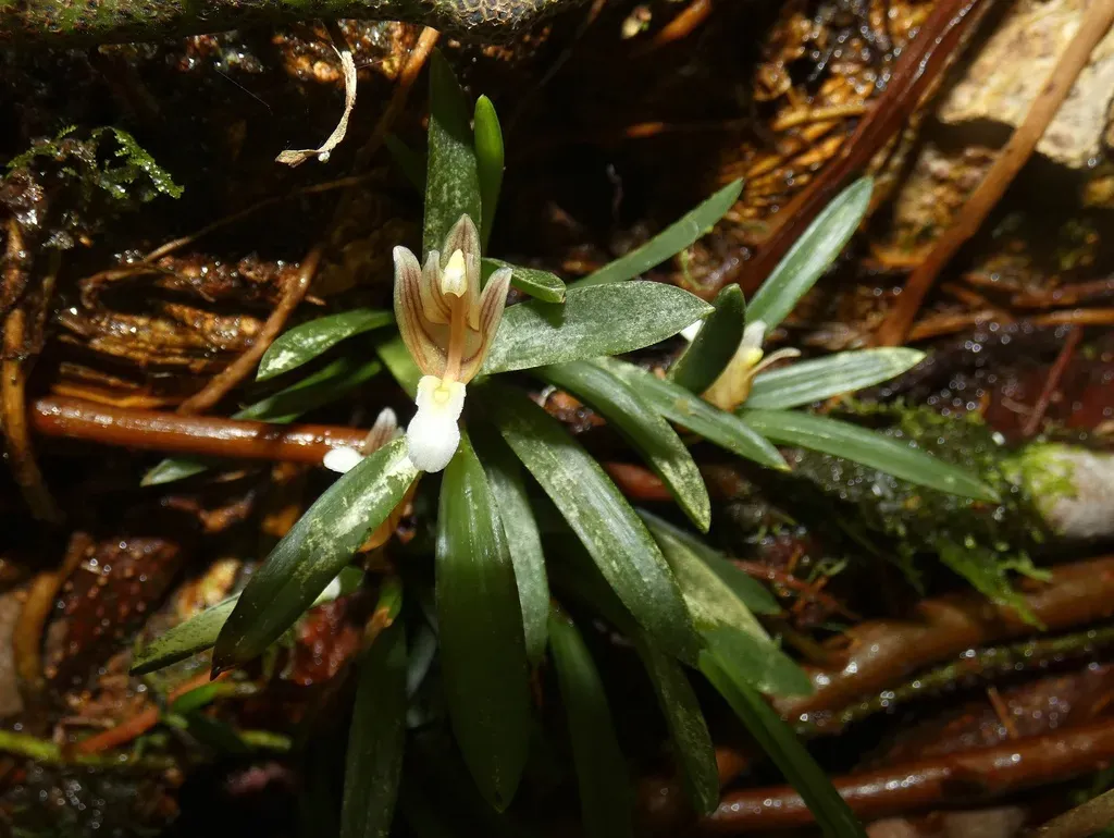 Maxillaria Macleei