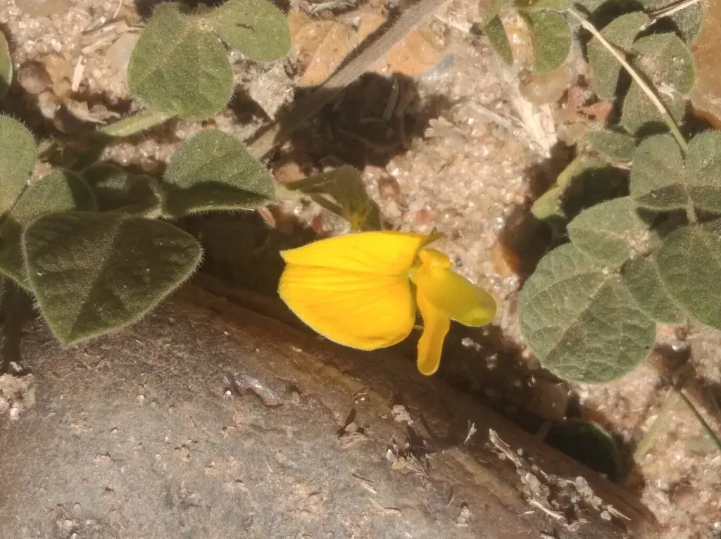 Rhynchosia Bicentrica