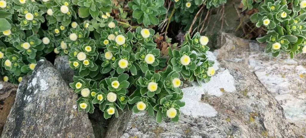Leptinella Featherstonii