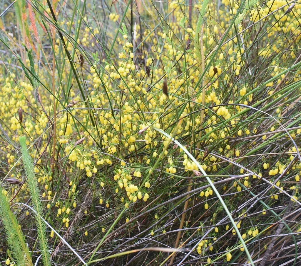 Yellow Heath