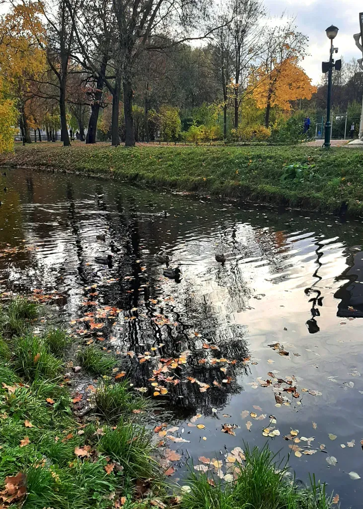 Staurastrum Tetracerum