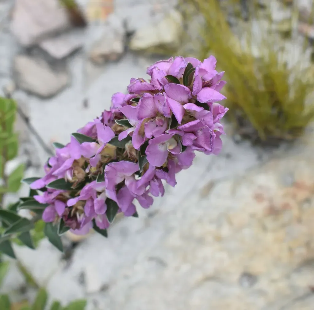 Confusing Capesweetpea