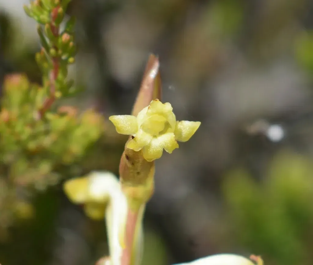 Satyrium Outeniquense