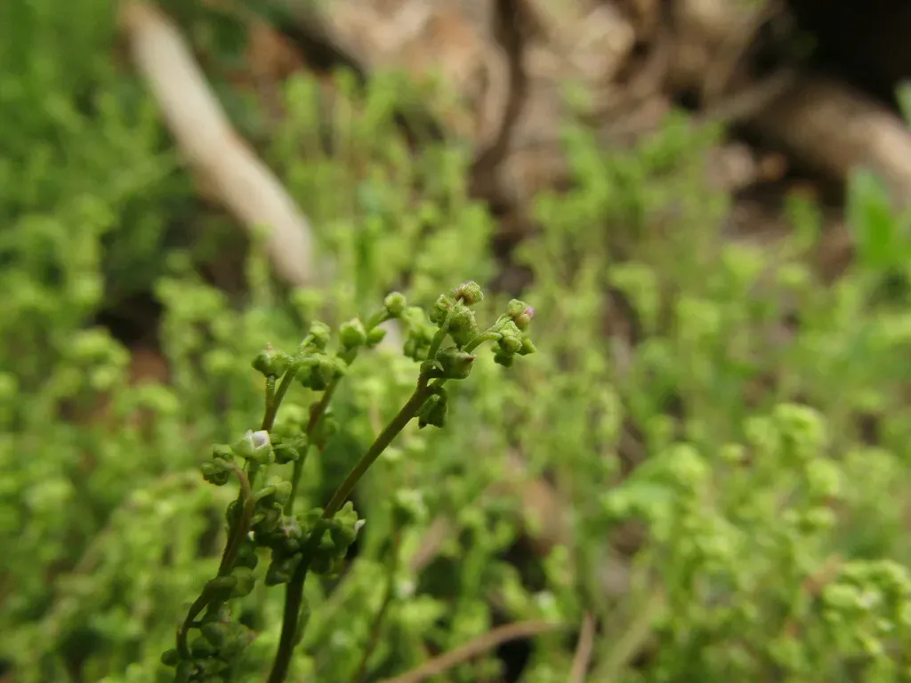 Calandrinia Monandra