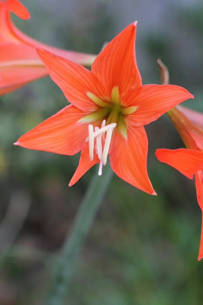 Hippeastrum Petiolatum