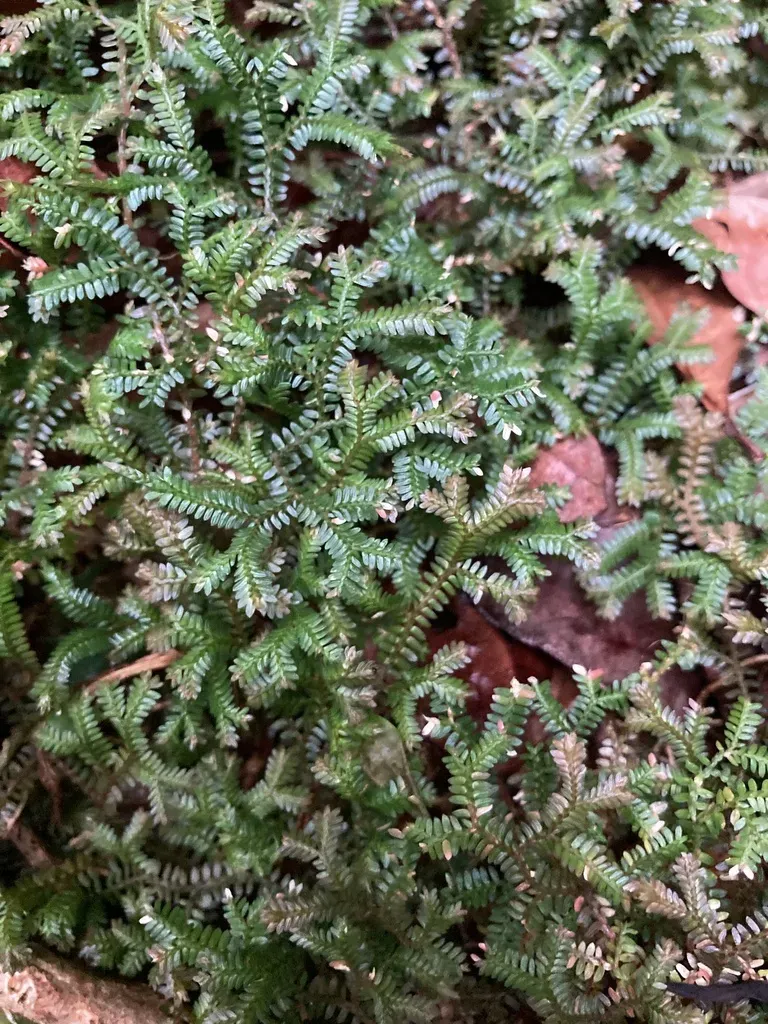 Selaginella Australiensis