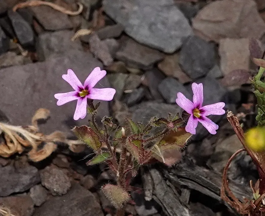 Jamesbrittenia Thunbergii