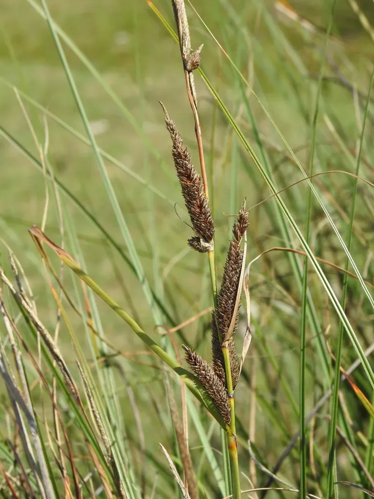 Hispid Sedge