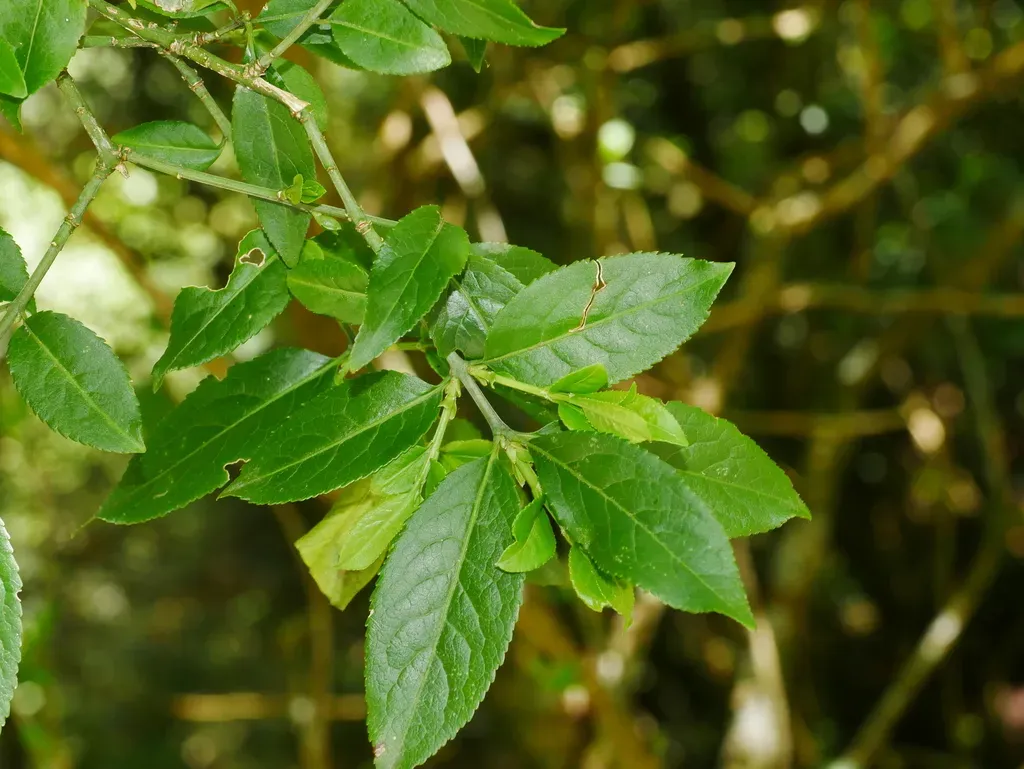 Euonymus Morrisonensis
