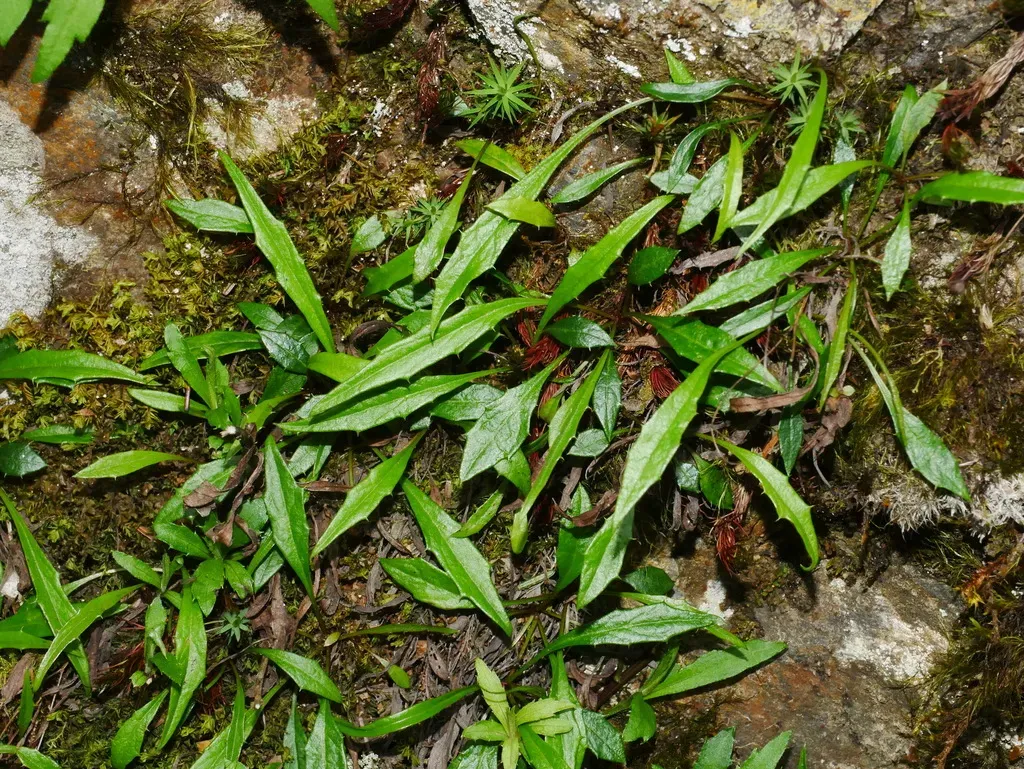 Ixeridium Transnokoense