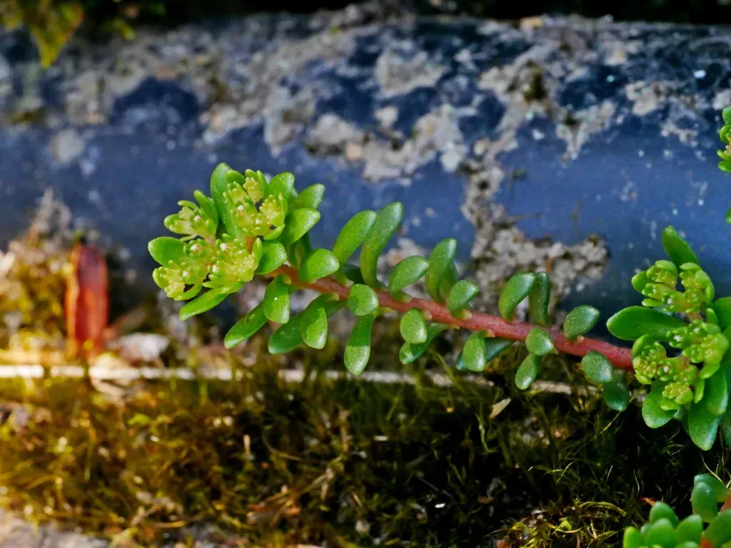 Sedum Nokoense