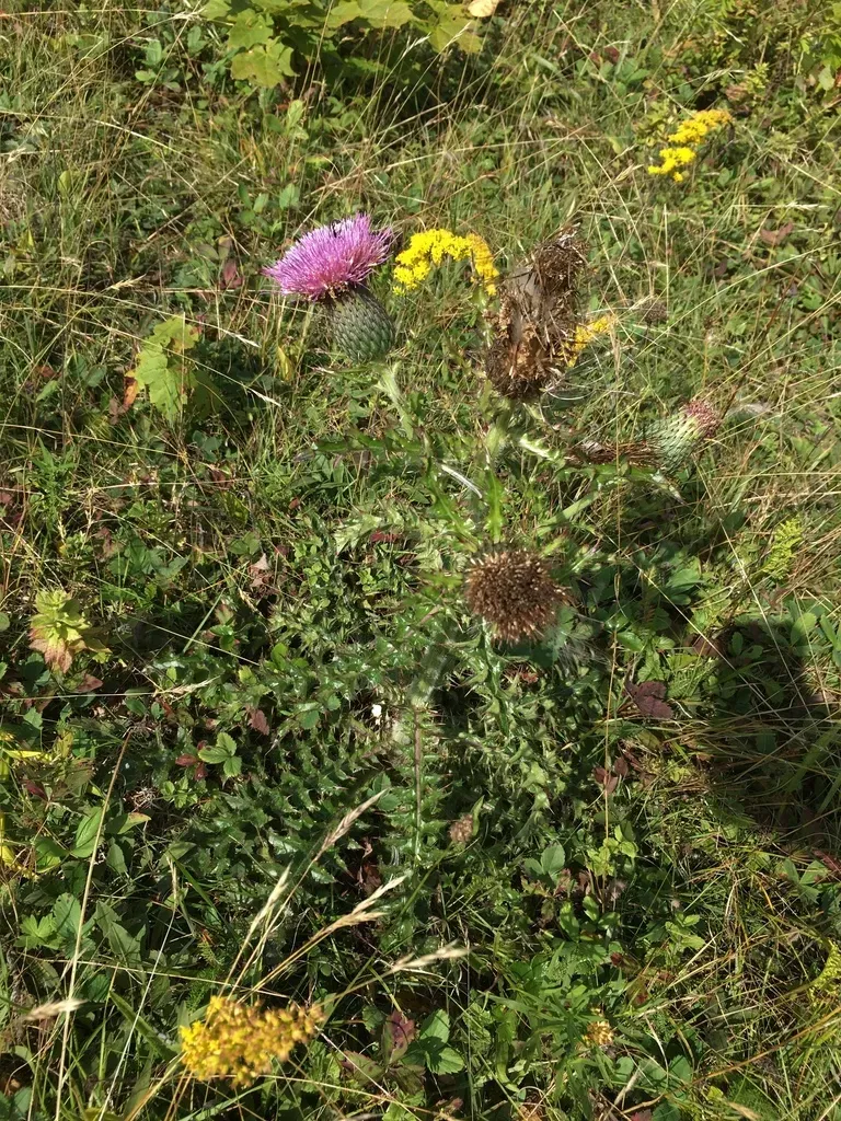 Pasture Thistle