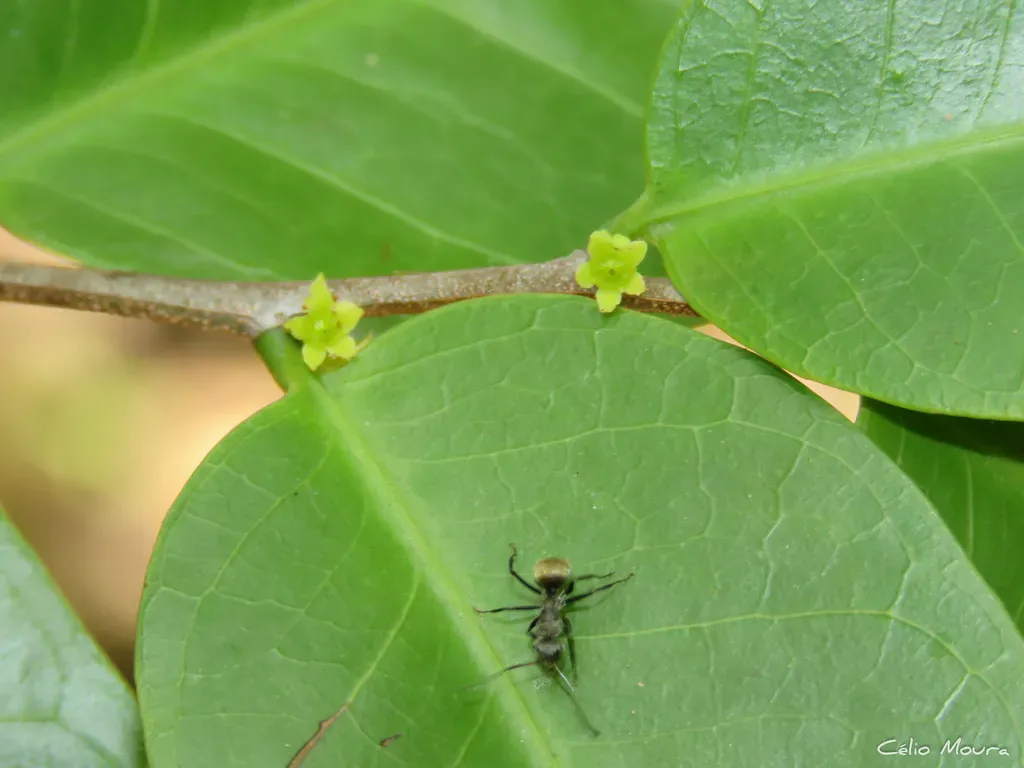 Maytenus Erythroxyla