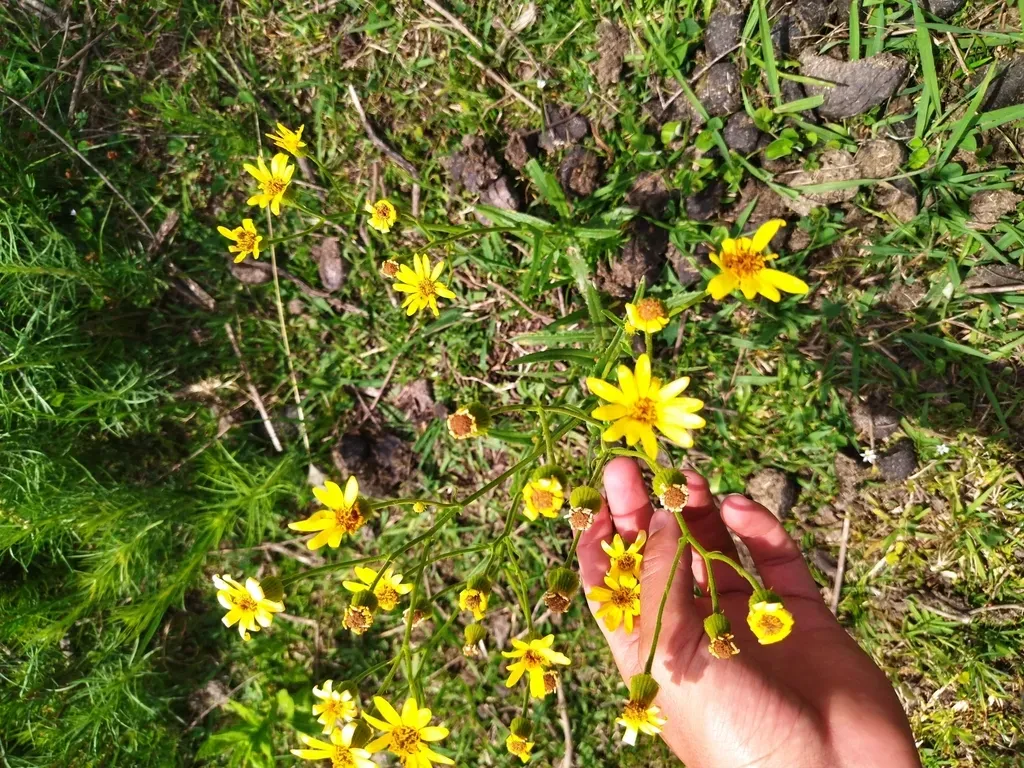 Senecio Heterotrichius