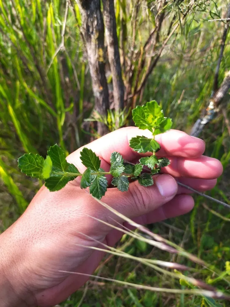 Aloysia Chamaedryfolia