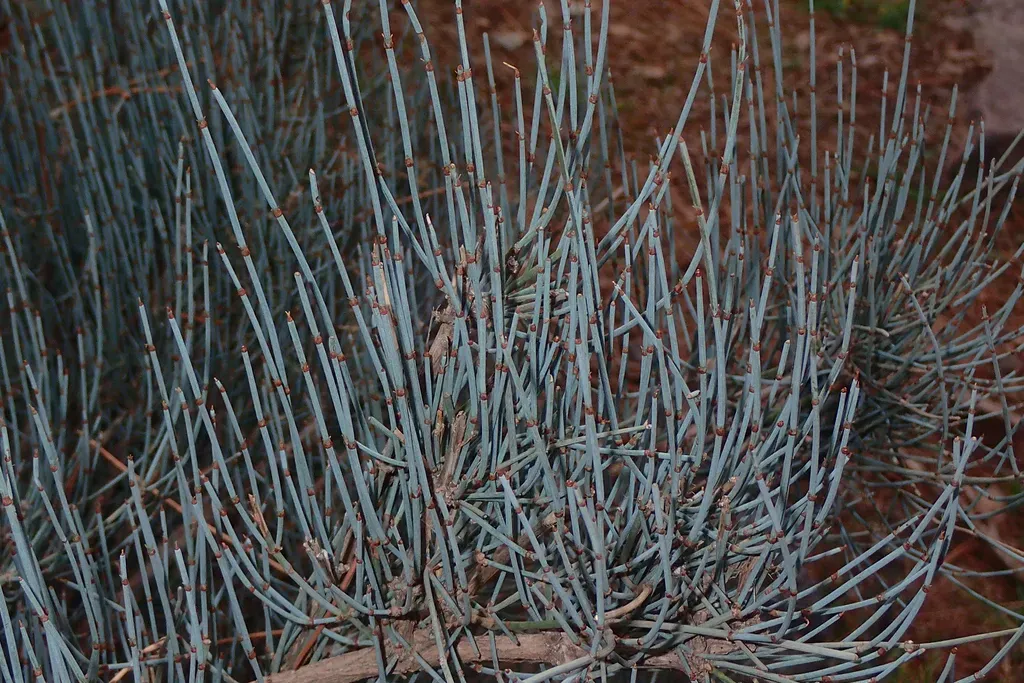 Ephedra Nebrodensis