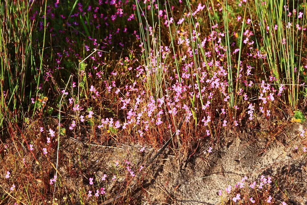 Stylidium Longitubum