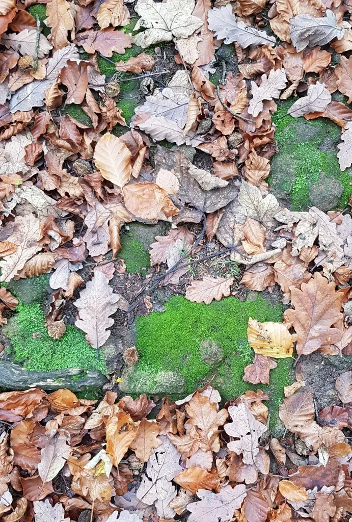 Two-horned Pincerwort