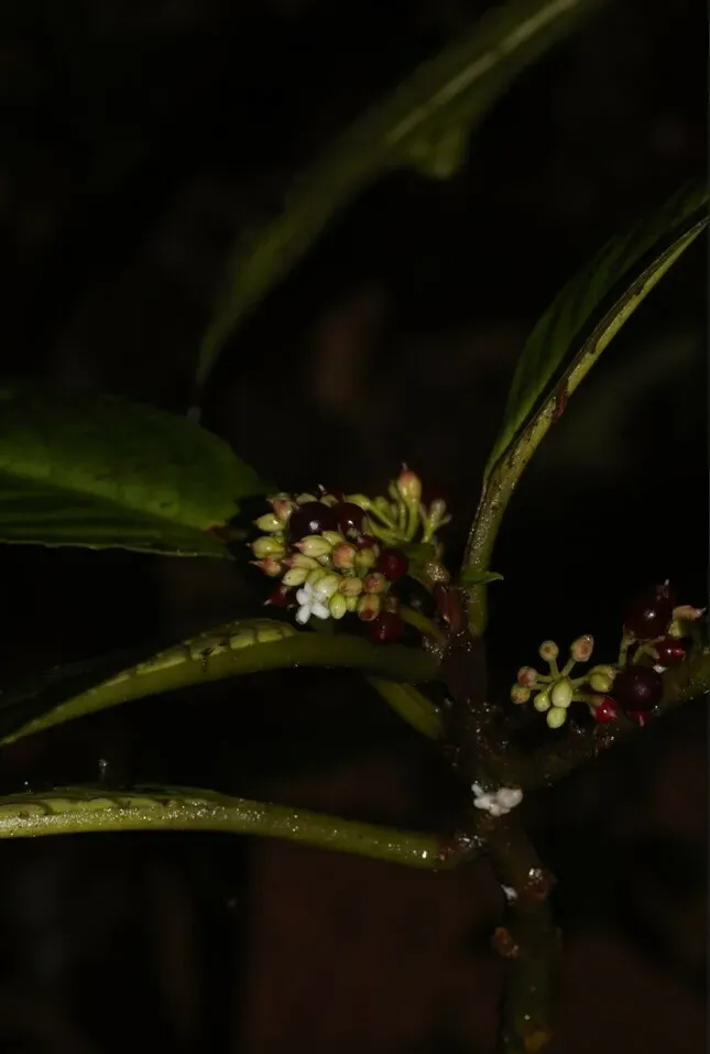 Besleria Flavovirens