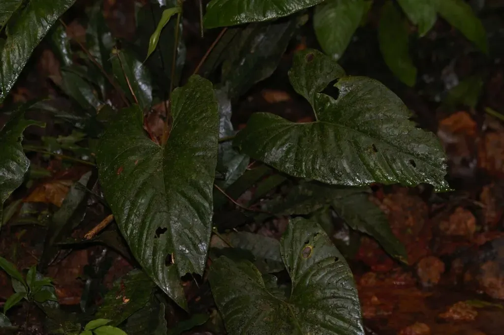 Anthurium Sagittatum