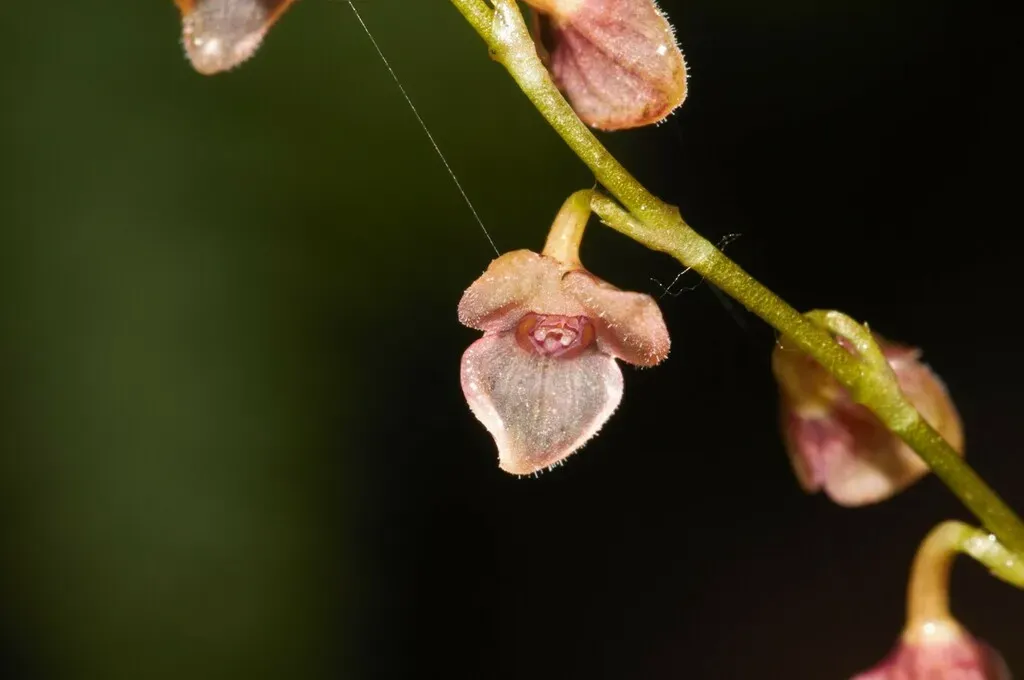 Stelis Argentata