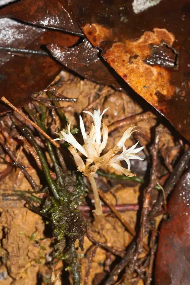 Voyria Corymbosa