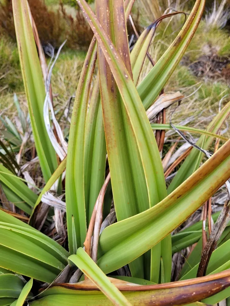 Astelia Skottsbergii